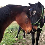 La Valentina Nuova Gospodarstwo agroturystyczne *