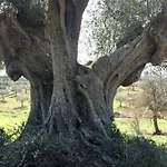 La Valentina Nuova *