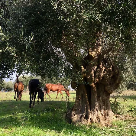 La Valentina Nuova *